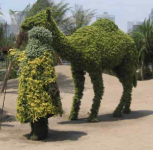 Topiary Camels